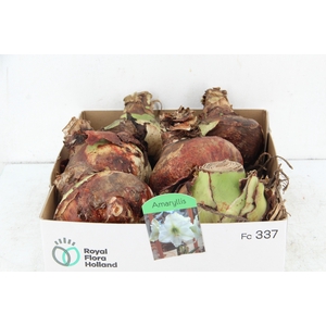 BOL HIPPEASTRUM WHITE 38-40CM
