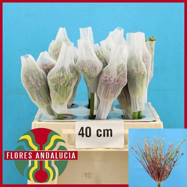 <h4>ALLIUM SCHUBERTII</h4>