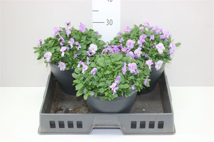 <h4>Viola Cornuta Lavender Pink</h4>