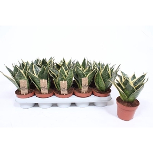 Sansevieria Hahnii