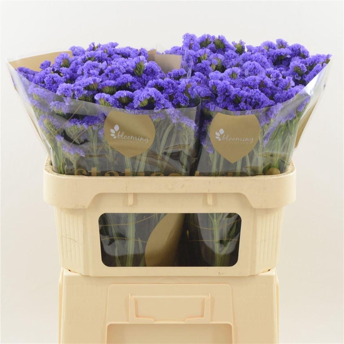 <h4>Statice Pippa Wings</h4>