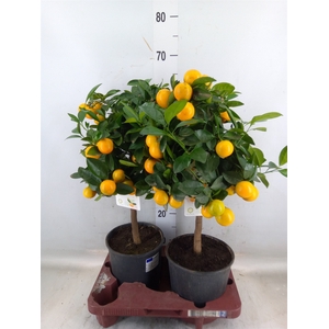 Citrofortunella mic.