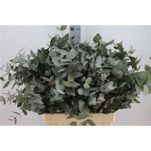 Euca Cinerea Za Lang 300 Gram 566