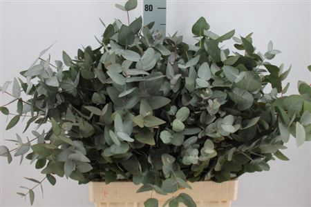 <h4>Euca Cinerea Za Lang 300 Gram 566</h4>