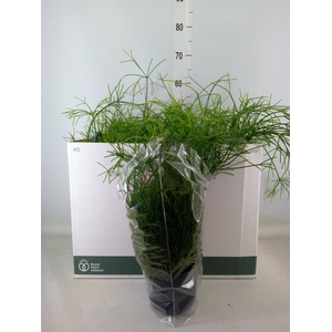 Rhipsalis baccifera 'Oasis'