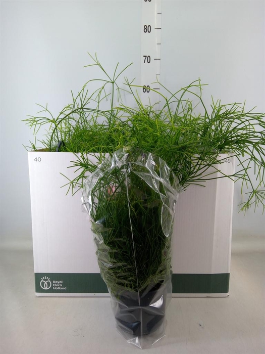 <h4>Rhipsalis baccifera 'Oasis'</h4>