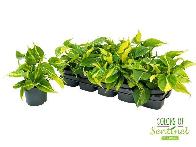 <h4>Philodendron scandens Brasil</h4>