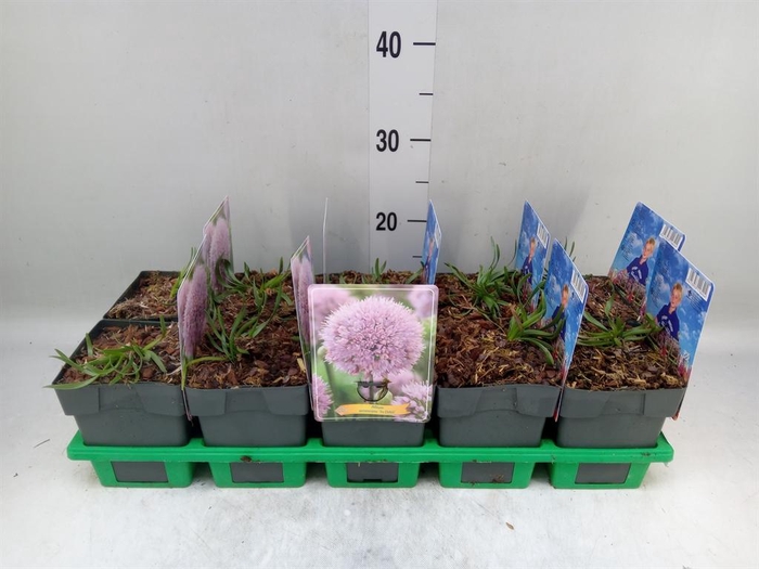 <h4>Allium senescens</h4>