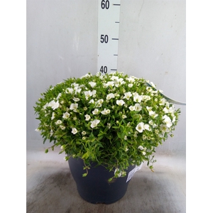 Arenaria montana