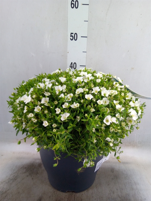 <h4>Arenaria montana</h4>