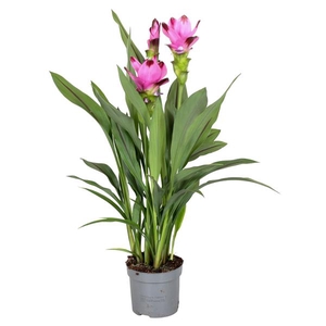 3 flower + Curcuma Siam Splash 13 cm