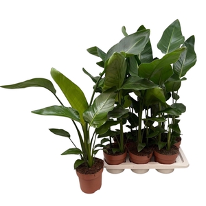 STRELITZIA NICOLAI
