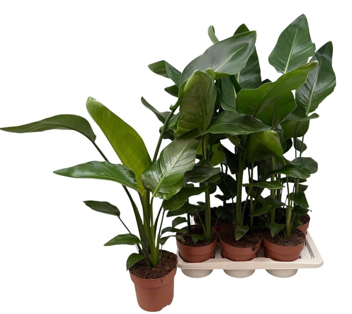 <h4>STRELITZIA NICOLAI</h4>