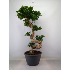 Ficus microcarpa 'Ginseng'