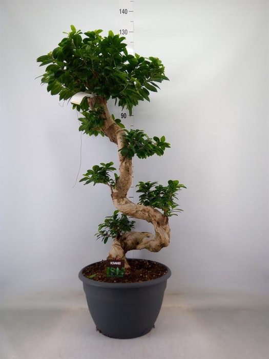 <h4>Ficus microcarpa 'Ginseng'</h4>