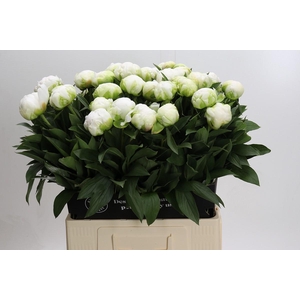 Paeonia Madame Claude Tain