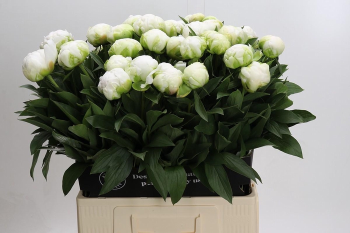 <h4>Paeonia Madame Claude Tain</h4>