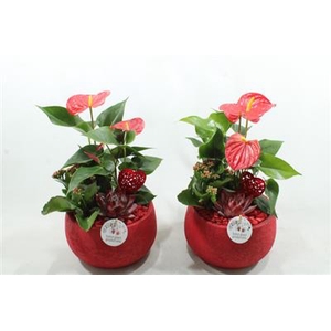 AE54 RED ESRA SMALL
