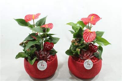 <h4>AE54 RED ESRA SMALL</h4>