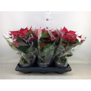 Euphorbia pulc. 'Allegra'