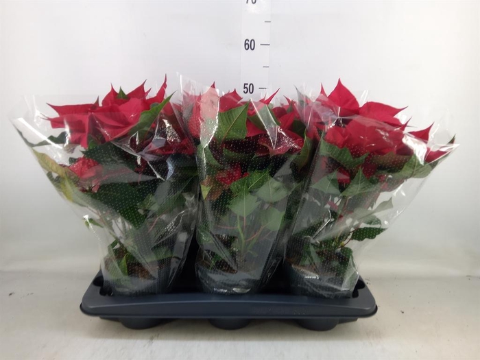 <h4>Euphorbia pulc. 'Allegra'</h4>