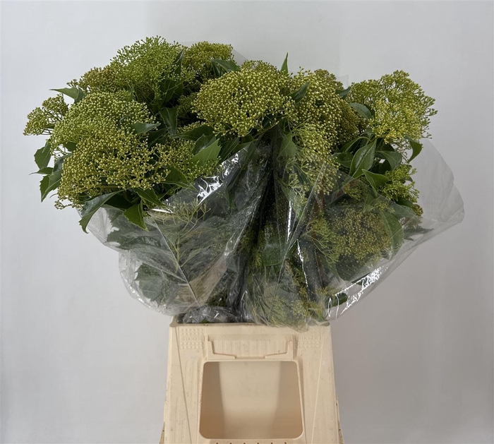 <h4>PITTOSPORUM RHOMBIFOLIA FIORITO</h4>