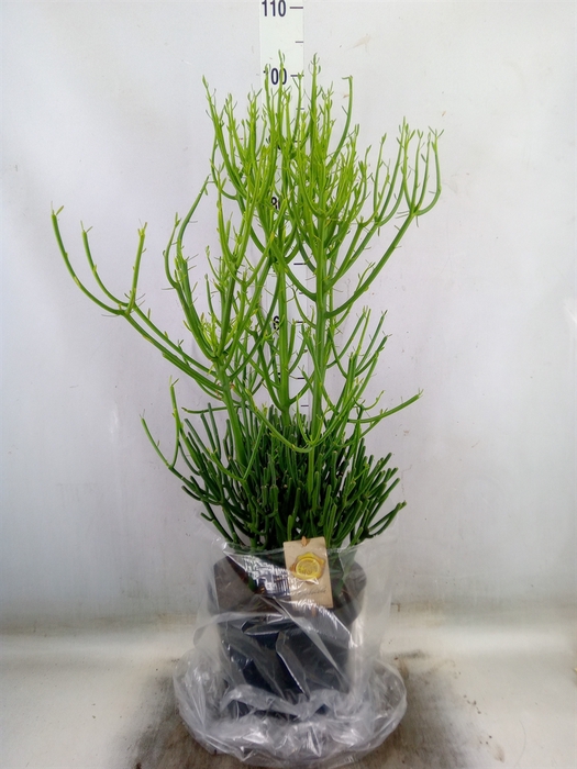 <h4>Euphorbia tirucalli</h4>