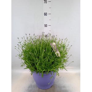 Lavandula angus. 'Essence Pure'