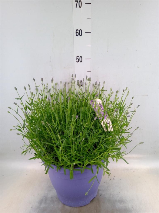 <h4>Lavandula angus. 'Essence Pure'</h4>