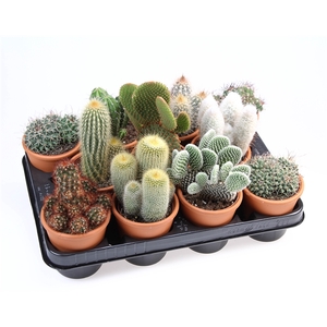 Cactus rozenpot