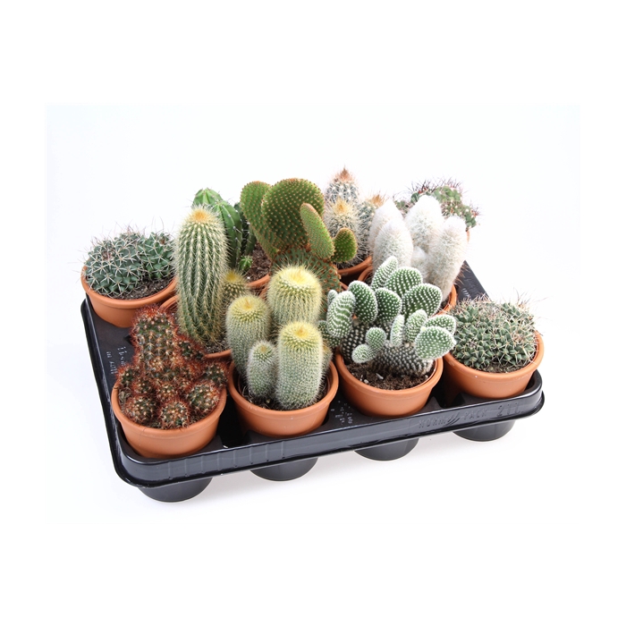 <h4>Cactus rozenpot</h4>