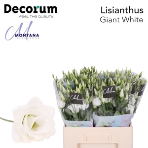 Lisianthus Giant white 60cm