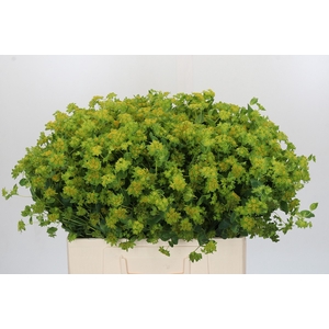 Bupleurum Griffithii