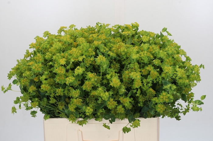 <h4>Bupleurum Griffithii</h4>
