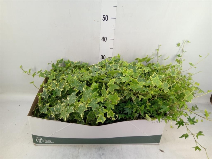 <h4>Hedera   ...mix</h4>