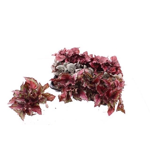 Begonia BD rex