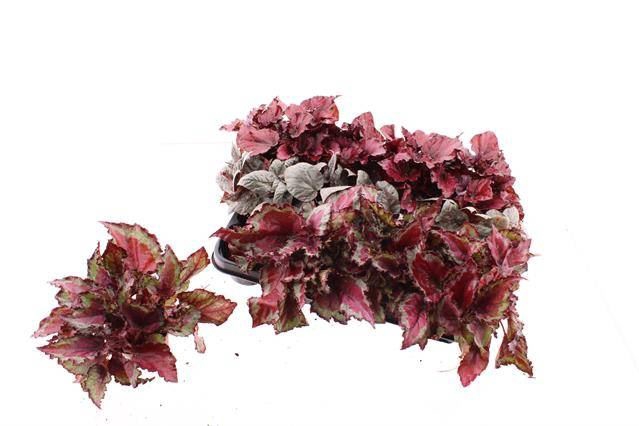 <h4>Begonia BD rex</h4>