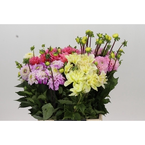 Dahlia Gemengd in fust