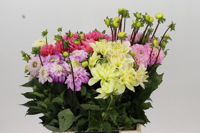 <h4>Dahlia Gemengd in fust</h4>