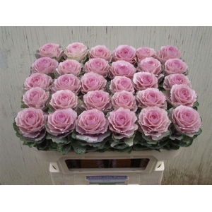 Brassica Ov Roze