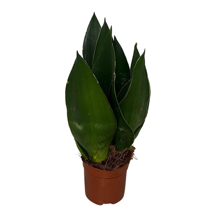 <h4>Sansevieria trif. overig</h4>