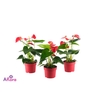 ANTHU AN BAMBINO RED
