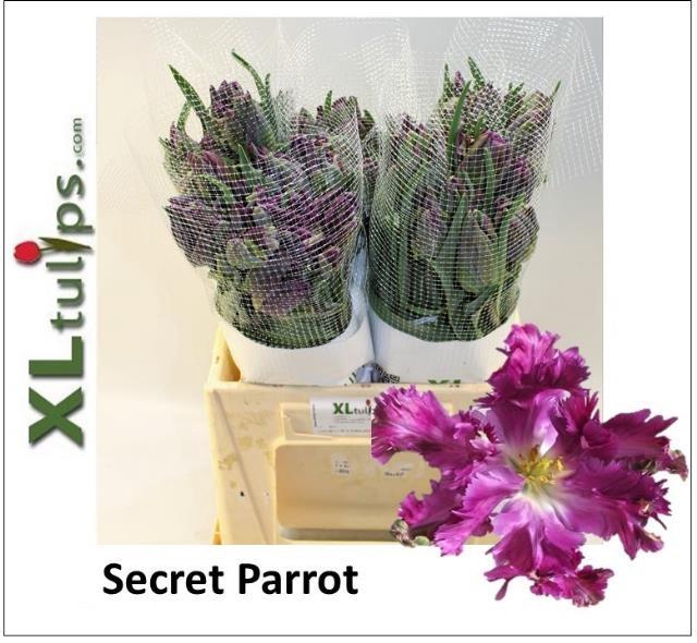 <h4>TU PA SECRET PARROT</h4>