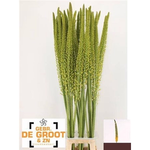 Eremurus Yellow Rebe