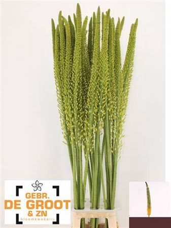 <h4>Eremurus Yellow Rebe</h4>