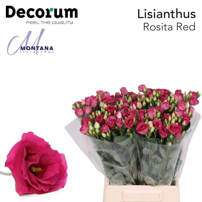 <h4>LIS G ROSITA RED</h4>