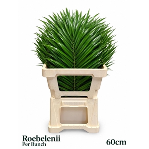 PHOENIX ROEBELENI BS