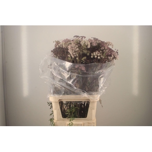 ANGELICA GIGAS*