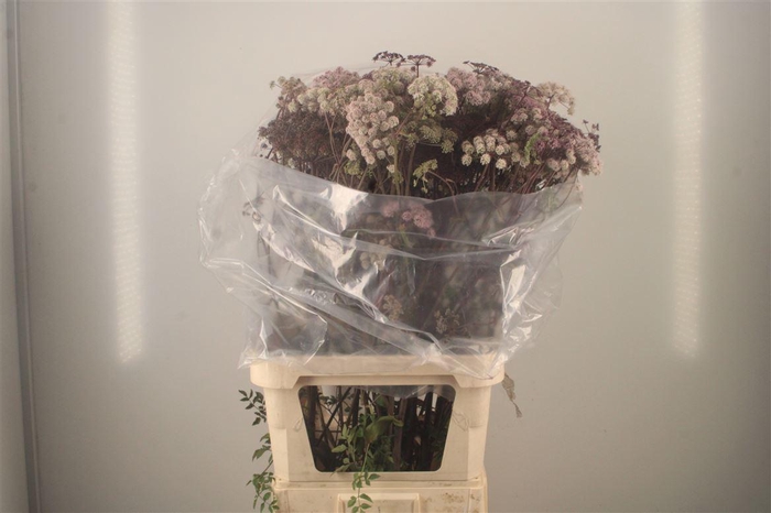 <h4>ANGELICA GIGAS*</h4>