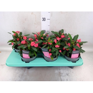 Euphorbia milii 'Maxi Olympia'